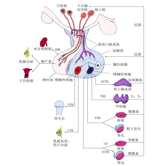 小脑垂体瘤有什么症状