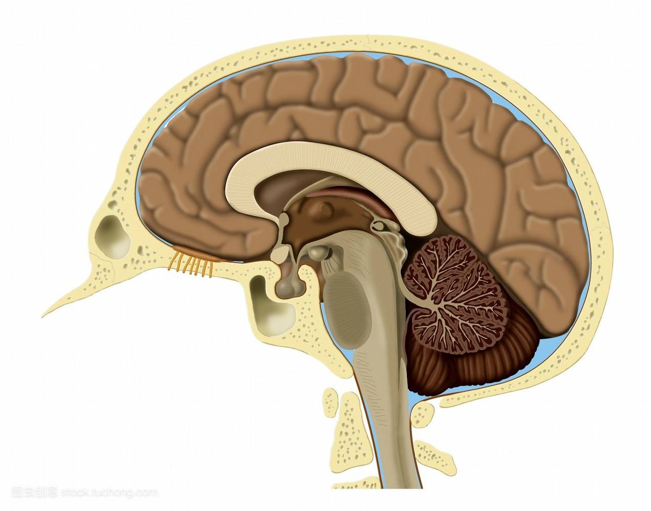 感觉障碍（脑干、丘脑、内囊、大脑皮质型）_哔哩哔哩_bilibili