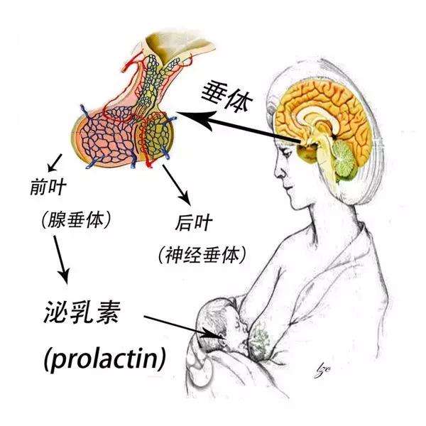 垂体功能减退垂体功能减退症是很多人较为陌生的一种疾病，垂体和下丘脑