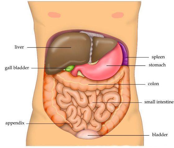 人身体胆囊位置示意图图片